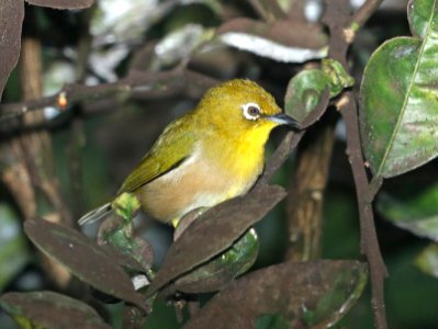 JAPANESE WHITE-EYE (-7-2017) hilo, hawai'i co, hawaii (2)