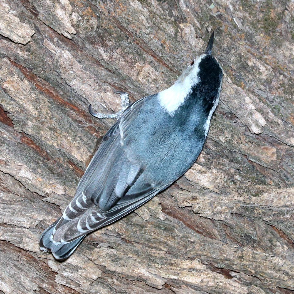 686 - WHITE-BREASTED NUTHATCH (12-5-2017) blue haven road, patagonia, santa cruz co, az -02