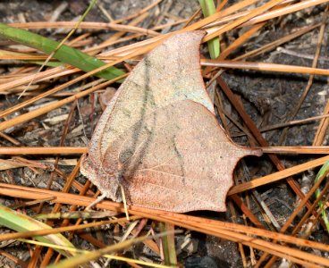 LEAFWING, GOATWEED (Anaea andria) (11-1-2016) kisatchie nat for, evangeline parish, la -01