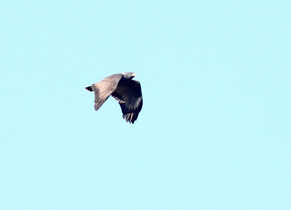 220 - BLACK HAWK (3-15-2015) santa cruz co, az - 02