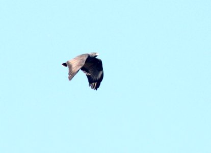 220 - BLACK HAWK (3-15-2015) santa cruz co, az - 02
