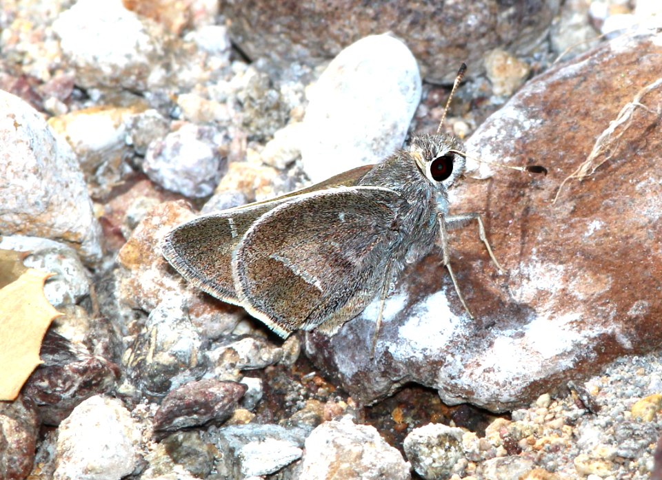 SKIPPER, WHITE-BARRED (Atrytonopsis pittacus) (3-31-14) red mt rd, patagonia mts, scc, az -02