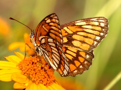 CHECKERSPOT, THEONA (Chlosyne theona) (11-9-13) quinta mazatlan, mcallen, tx -02