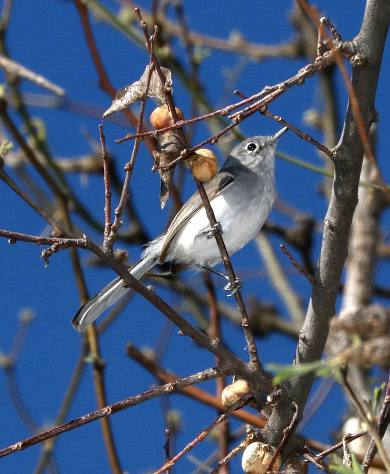 704 - BLACK-CAPPED GNATCATCHER (3-17-2017) below dam, patagonia lake, santa cruz co, az -04