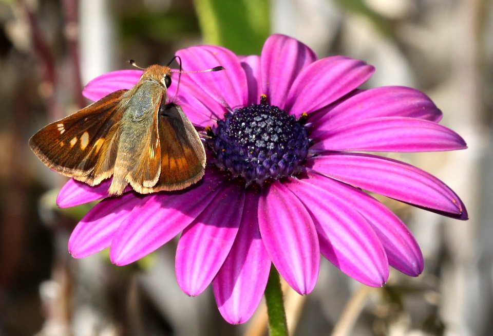 SKIPPER, UMBER (Poanes melane) (10-5-09) canet rd, morro bay, slo co, ca