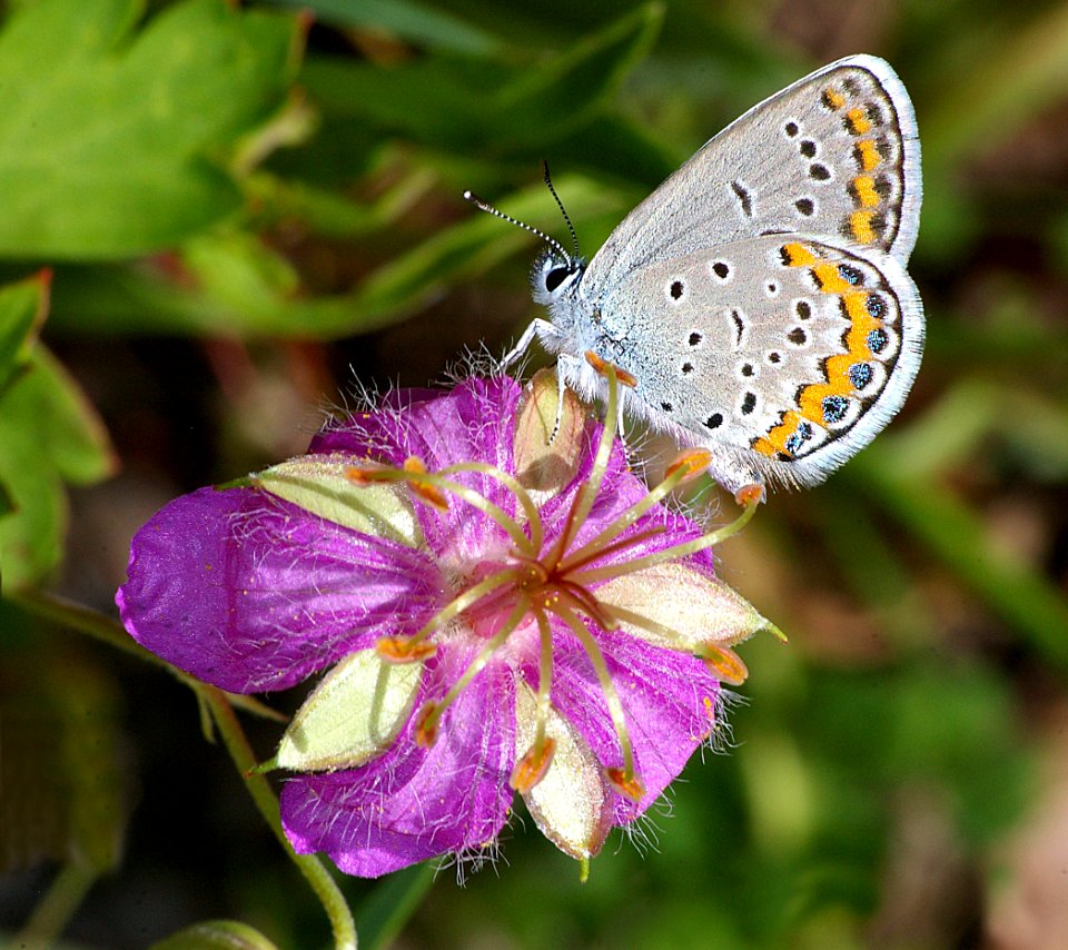 BLUE, MELISSA (lycaeides melissa) (8-9-08) jemez mts, nm -01