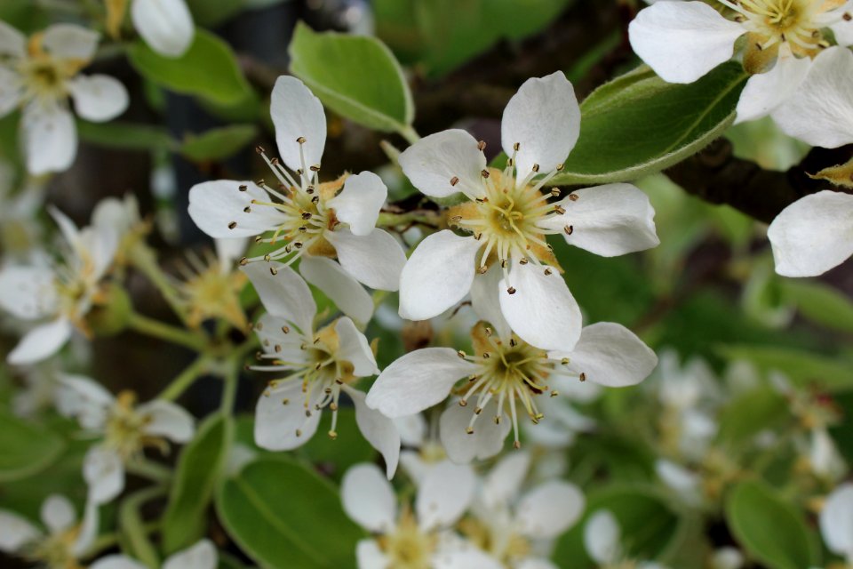 Blossom photo