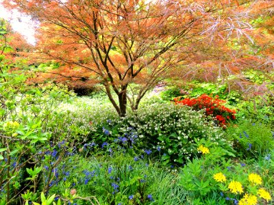 THE GARDEN