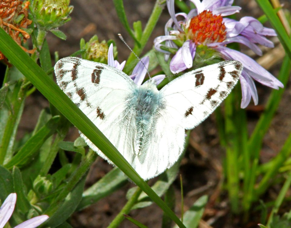 WHITE, WESTERN (Pontia protodice) (8-19-13) 9000 ft, just s of stunner pass, conejos co, co -01