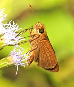 OCOLA (Panoquina ocola) (11-10-2016) the national butterfly center, hidalgo co, tx -01