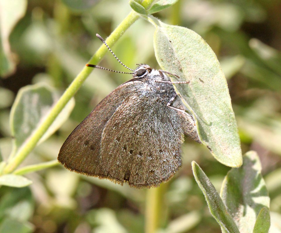 HAIRSTREAK, SAGEBRUSH SOOTY (Satyrium fulginosa) (8-24-11) 7500 ft, amador co, ca  (4)