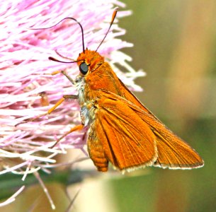 SKIPPER, PALMETTO (Euphyes arpa) (2-23-13)  osceola co, fl  (3)