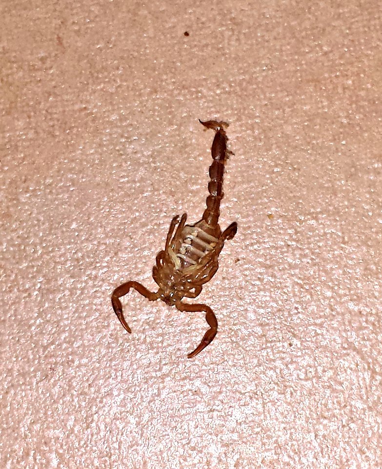 SCORPION, sp (8-19-2016) 78 circulo montana, patagonia lake ranch estates, scc, az -03
