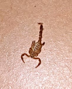SCORPION, sp (8-19-2016) 78 circulo montana, patagonia lake ranch estates, scc, az -03