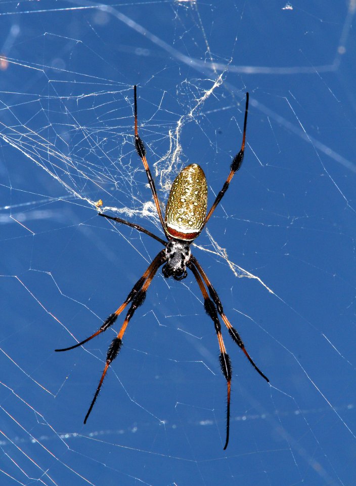 SPIDER, GOLDEN GARDEN (Argiope aurantia) (5-8-14) marathon key, monroe co, fl -01
