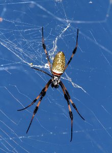 SPIDER, GOLDEN GARDEN (Argiope aurantia) (5-8-14) marathon key, monroe co, fl -01