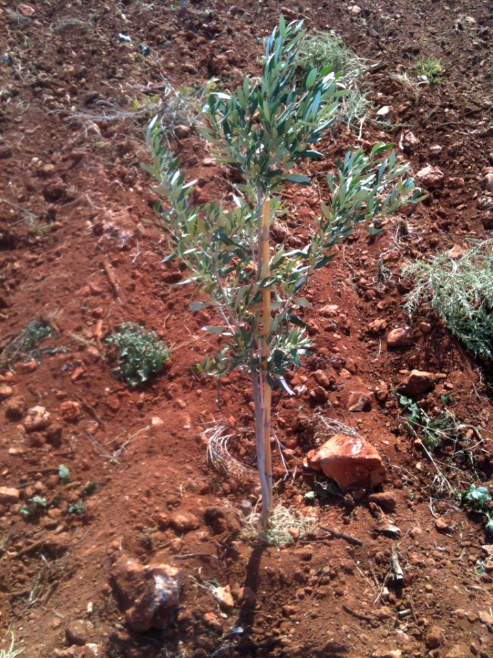A Young Olive Tree in Greece