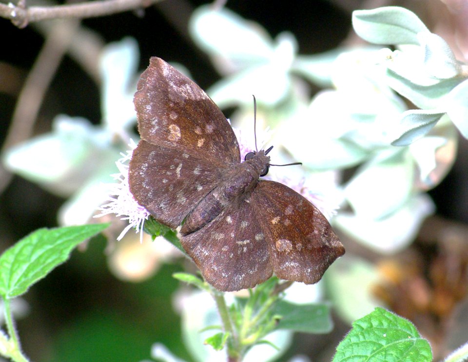 SKIPPER, SICKLE-WINGED (Eantis tamenund) (1-10-09) female, weslaco, tx  (1)