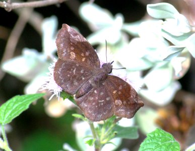 SKIPPER, SICKLE-WINGED (Eantis tamenund) (1-10-09) female, weslaco, tx  (1)