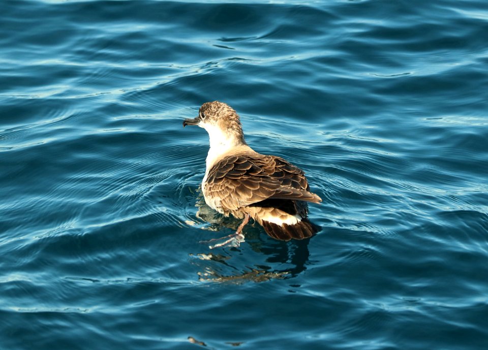 131 - GREAT SHEARWATER (9-15-2918) MAS pelagic trip, out of bar harbor, me -10