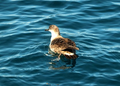 131 - GREAT SHEARWATER (9-15-2918) MAS pelagic trip, out of bar harbor, me -10