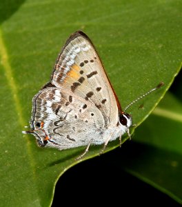 COPPER, TAILED (Lycaena arota) (6-17-2014) 1 mile east of fork of salmon, siskiyou co, ca  (3)