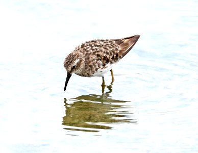 317 - LEAST SANDPIPER (8-3-2017) chicago marsh, santa clara co, ca -05