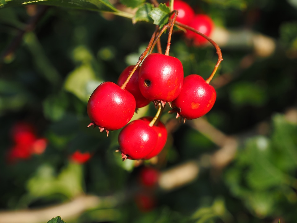 Eingriffeliger hawthorn bush hedge