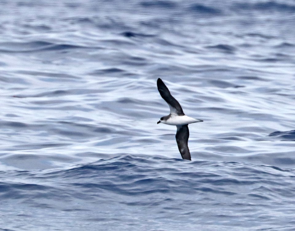 120 - FEA'S PETREL (5-31-2017) off hatteras, dare co, nc (5)