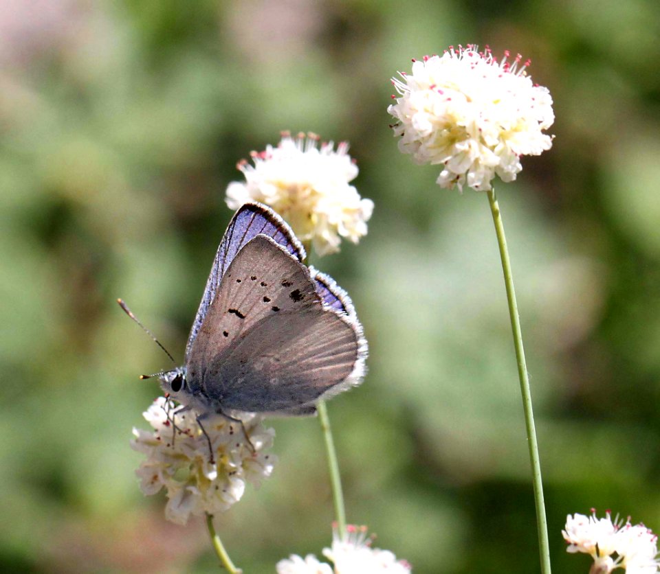 COPPER, BLUE (Lycaena heteronea) (8-23-11) 6500ft, amador co, ca -01