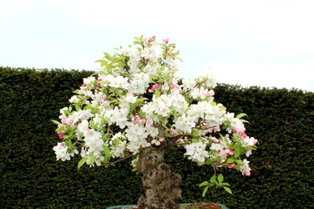 Bonsai Trees