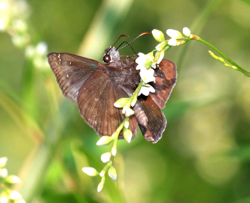 DUSKYWING, HORACE'S (Erynnis horatius) (9-2-2016) armand-bayou nature center,  chambers co, tx -01