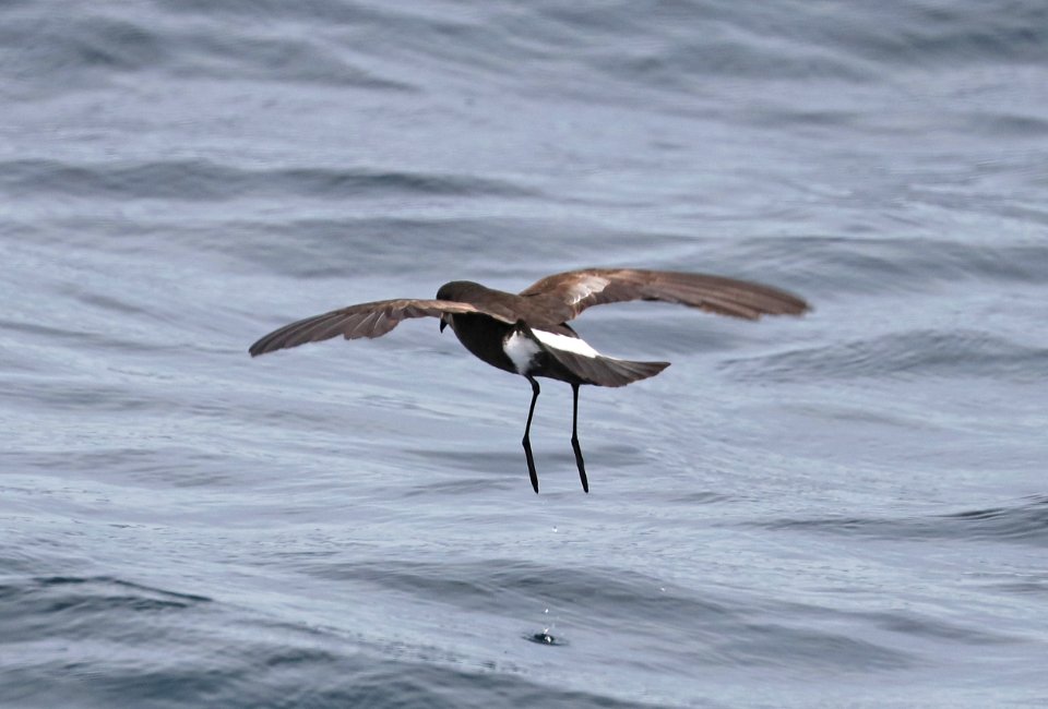 141 - WILSON'S STORM-PETREL (5-31-2017) off hatteras, dare co, nc (3)