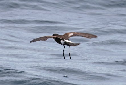 141 - WILSON'S STORM-PETREL (5-31-2017) off hatteras, dare co, nc (3)