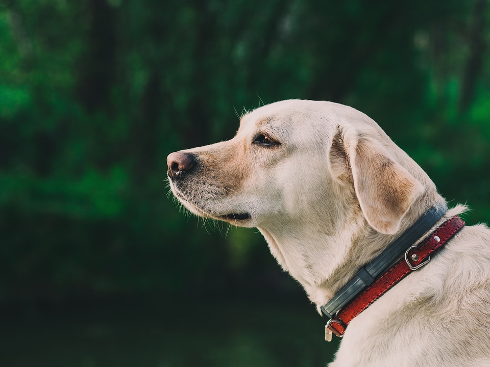 Canine pet animal
