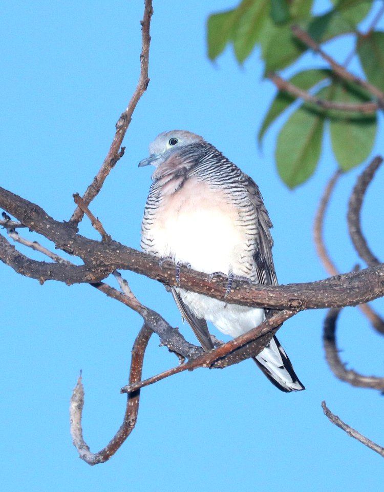ZEBRA DOVE (8-27-2017) keehi beach park, honolulu, oahu, hawaii -03