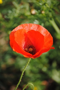 Red summer flower