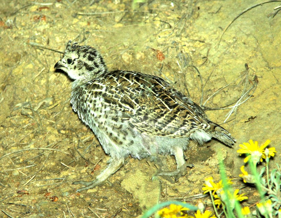 084 - DUSKY GROUSE (7-19-2014) 8000ft, west fork (san juan river) campground, mineral co, co -05