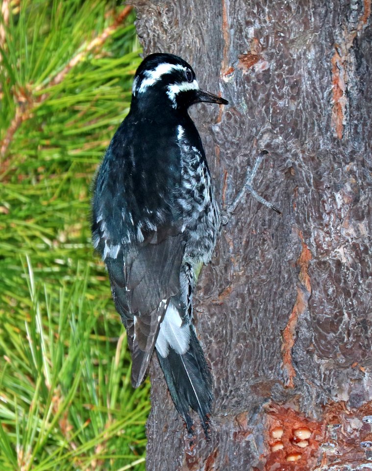 528 - WILLIAMSON'S SAPSUCKER (2-14-2016) upper humboldt cyn, patagonia mountains, santa cruz co, az -09