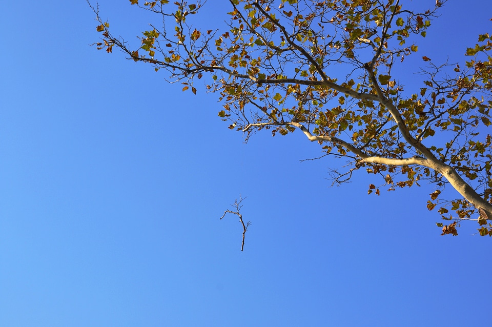 Branches blåhimmel battery park new