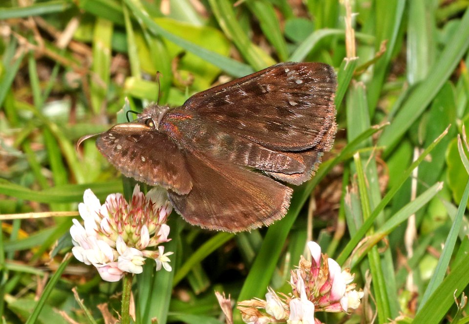 DUSKYWING, JUVENAL'S ( Erynnis juvenalis) (6-3-2017) campground road, outer banks,  dare co, nc -04