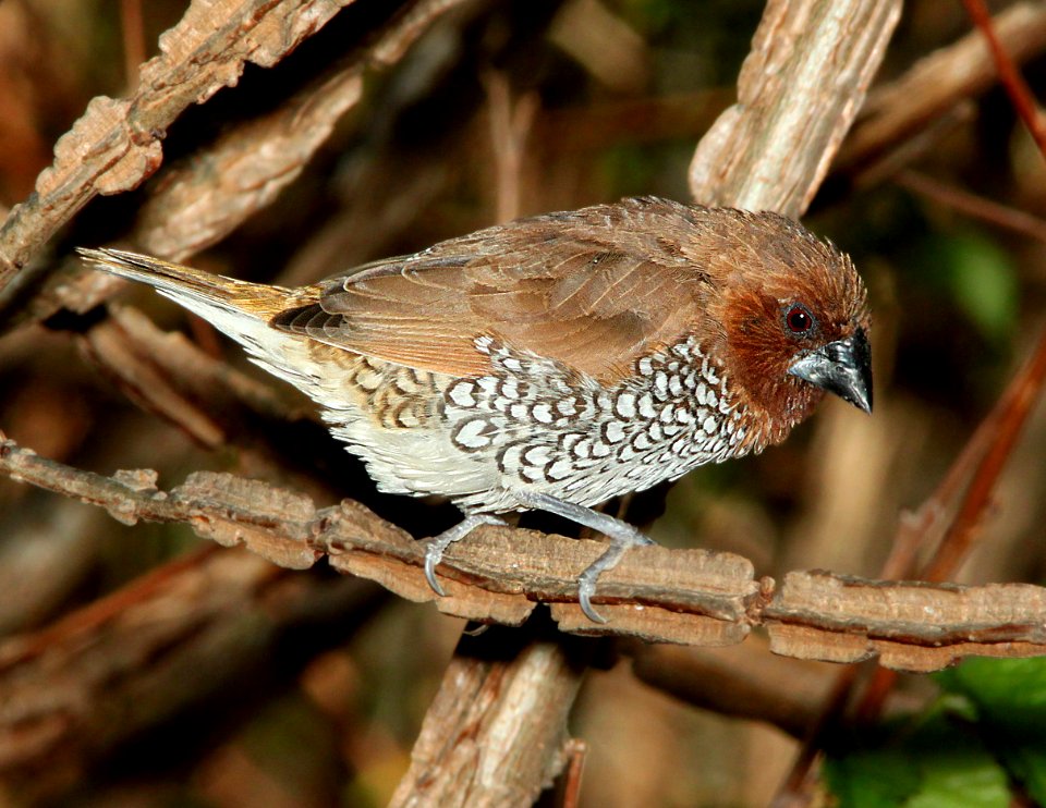 SCALY-BREASTED MUNIA / NUTMEG MANNIKIN (4-30-10) san luis obispo, slo co, ca  (5)