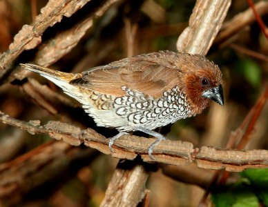 SCALY-BREASTED MUNIA / NUTMEG MANNIKIN (4-30-10) san luis obispo, slo co, ca  (5)