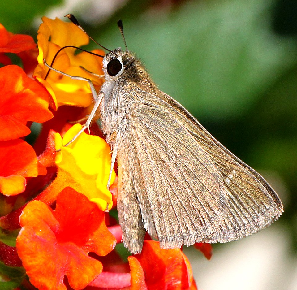 SKIPPER, EUFALA (Lerodes eufala) (7-31-12) patagonia, scc, az