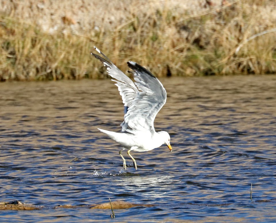 363 - CALIFORNIA GULL (3-17-2017) at spillway, patagonia lake, santa cruz co, az -03