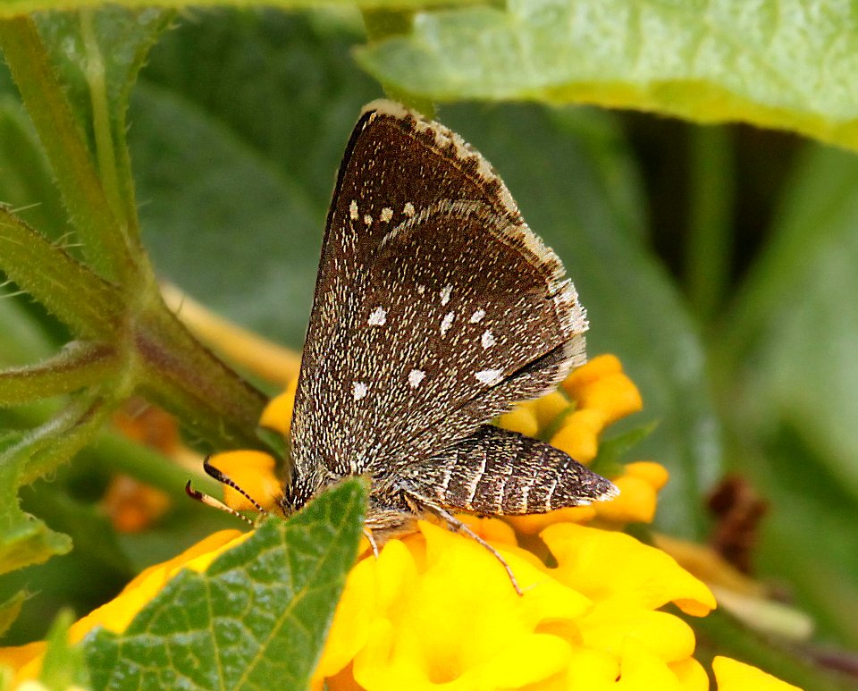 ROADSIDE-SKIPPER, ELISSA (Amblyscirtes elissa) (7-24-11) 78 circulo montana, patagonia lake ranch estates, scc, az  (1)