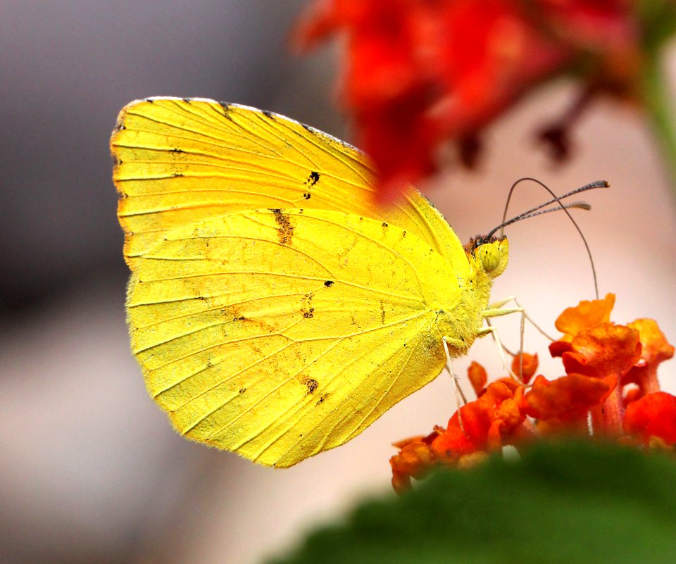 YELLOW, BOISDUVAL'S (Eurema boisduvaliana) (9-2-12) 78 circulo montana, patagonia lake ranch estates, scc, az  (1)