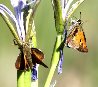 SKIPPER, TAWNY-EDGED (Polites themistocles) (6-14-13) 8500 ft, alpine divide c g, 4 m south of alpine, apache co, az   (6)