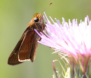 SKIPPER, OCOLA (Panoquina ocola) (3-4-13) everglades national park, monroe co, fl