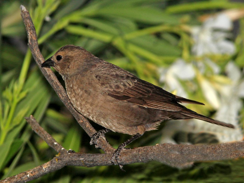 942 - BROWN-HEADED COWBIRD (4-18-14) 78 circulo montana, patagonia lake ranch estates, scc, az -03